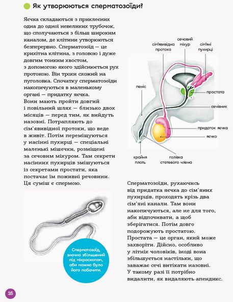 Книга для детей. Энциклопедия половой жизни. 10-13 лет (на украинском языке)
